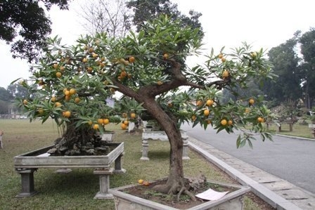 Bonsai, cay the, cây thế,  cay canh nghe thuat, cây cảnh nghệ thuật